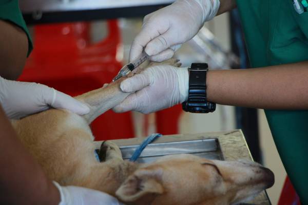 dog wound care