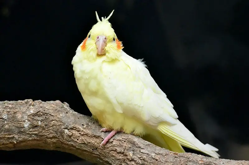 how to treat a sick cockatiel at home