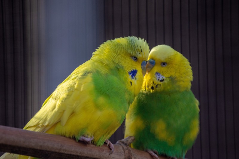 pet birds that talk