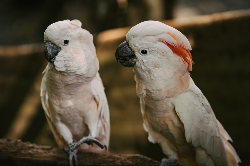 pet birds that talk