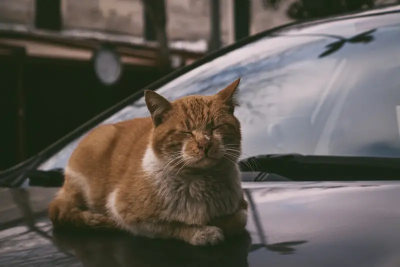 How to Get Cat Pee Smell Out of Car