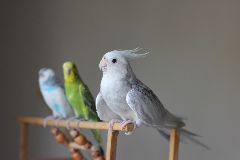 Small Pet Birds