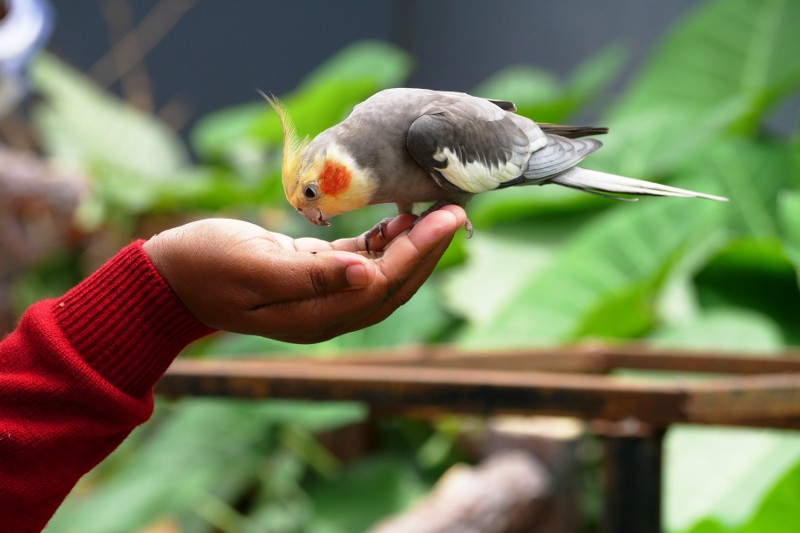 Small Pet Birds
