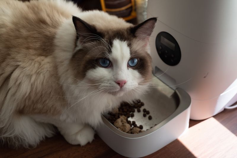 Homemade Cat Food Recipes Vet Approved