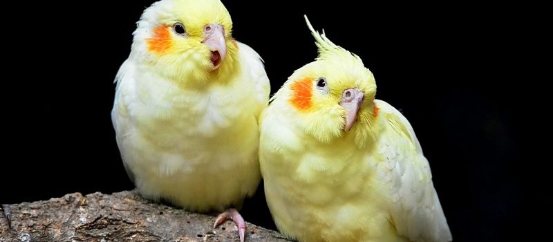 how to treat a sick cockatiel at home